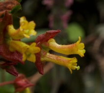 Lonicera involucrata