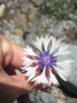 Centaurea cyanus