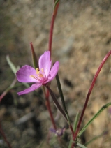Clarkia gracilis