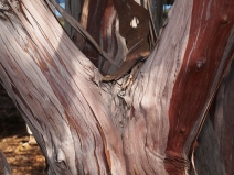 Lyonothamnus floribundus