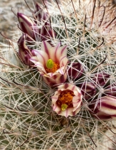 Mammillaria dioica - Calflora