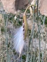 Asclepias subulata