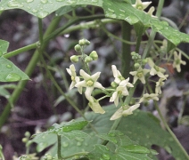 Marah fabacea