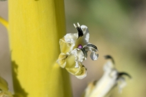 Caulanthus inflatus