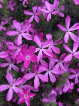 Linanthus californicus