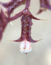 Mucronea perfoliata