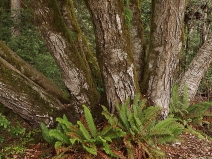 Notholithocarpus densiflorus var. densiflorus
