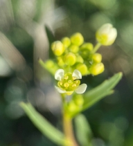 Lepidium jaredii