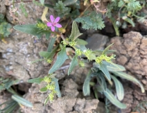 Monolepis nuttalliana