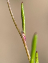 Gilia minor