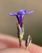 Gilia minor