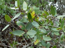 Quercus parvula var. shrevei