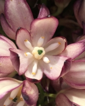 Hesperoyucca whipplei