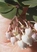 Arctostaphylos manzanita ssp. roofii