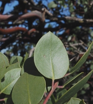 Arctostaphylos manzanita ssp. roofii