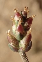 Plantago elongata