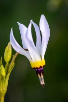 Primula clevelandii var. insularis