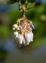 Arctostaphylos catalinae