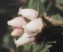 Arctostaphylos nortensis