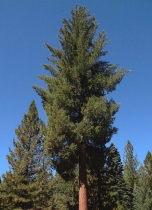 Pinus lambertiana