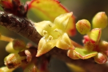 Rhamnus crocea