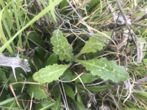 Carthamus baeticus