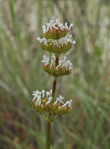 Plectritis macrocera
