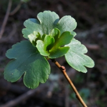 Ribes aureum var. gracillimum