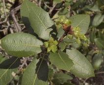 Quercus wislizeni var. wislizeni