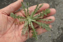 Centaurea melitensis