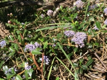 Ceanothus gloriosus var. porrectus