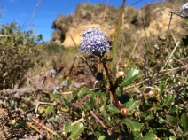 Ceanothus gloriosus var. gloriosus