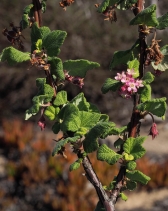 Ribes malvaceum var. viridifolium