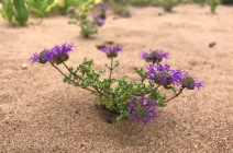 Monardella sinuata ssp. sinuata