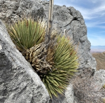 Agave utahensis