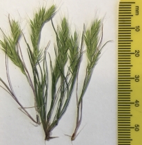 Festuca octoflora