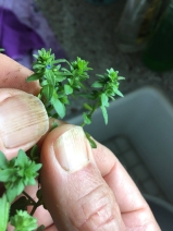 Veronica arvensis