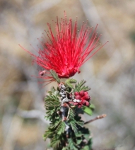 Calliandra eriophylla