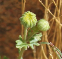 Perityle emoryi - Calflora