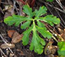 Sanicula hoffmannii