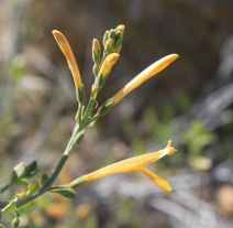 Justicia californica