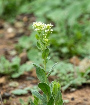 Lepidium latifolium
