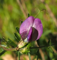 Vicia sativa ssp. nigra