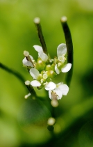 Cardamine hirsuta