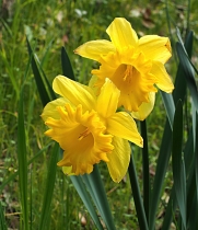 Narcissus pseudonarcissus
