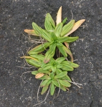 Plantago maritima