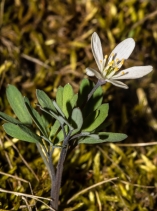 Enemion stipitatum