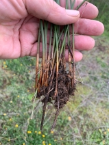 Juncus textilis