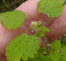 Hesperocnide tenella