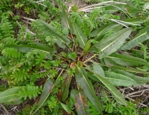 Rumex occidentalis